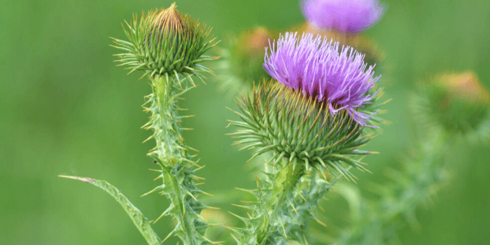 mariendistel-kapseln